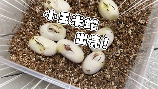 今年第一窝小玉米蛇终于出壳了！