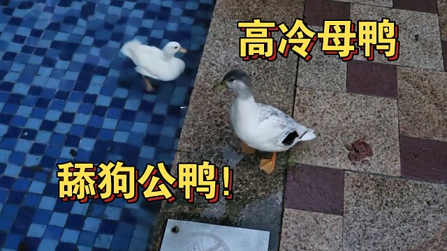 给大家介绍一下鸭鸭和可乐！