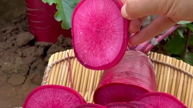 凤梨萝卜，好吃又好种