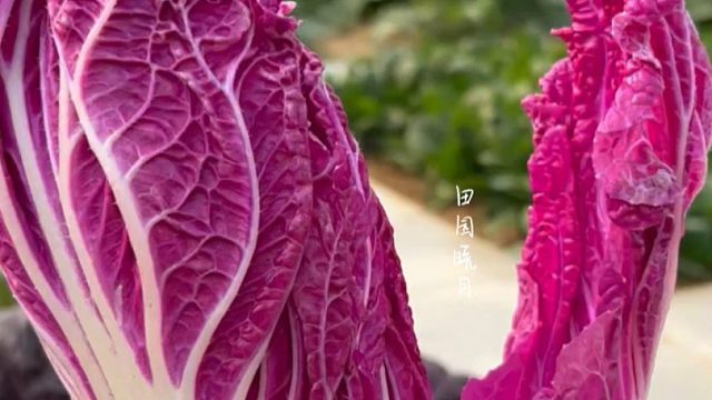 紫白菜，营养丰富好吃好种