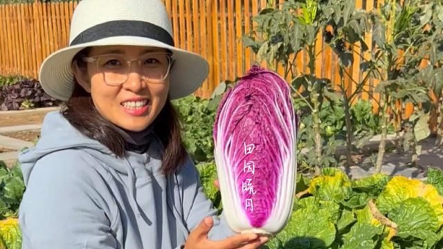 秋播别再种普通白菜了，试试这个紫白菜吧