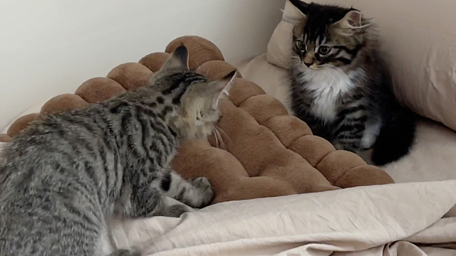 一个星期没见的豆包一家仿佛变成了陌生猫