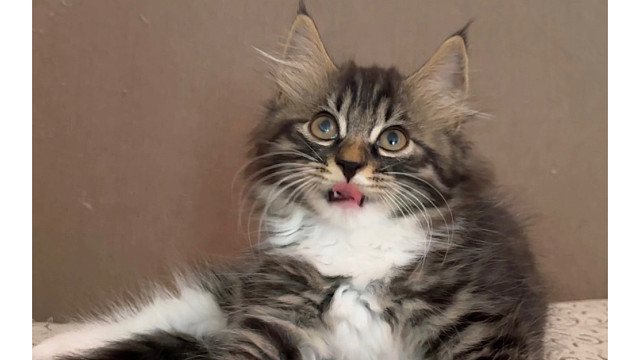 有的小猫居然有三副面孔