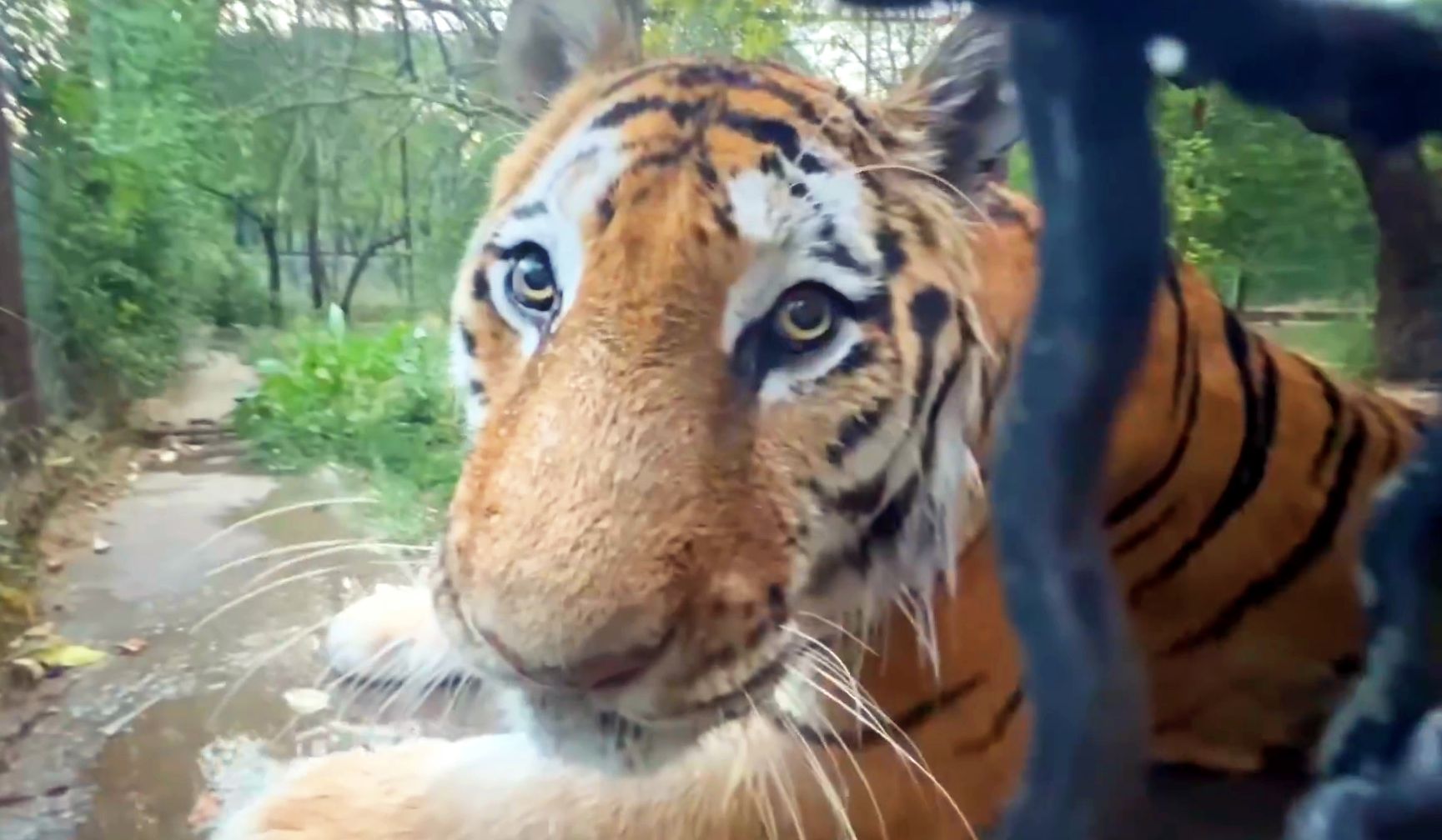 西伯利亚大橘猫也要洗澡澡！