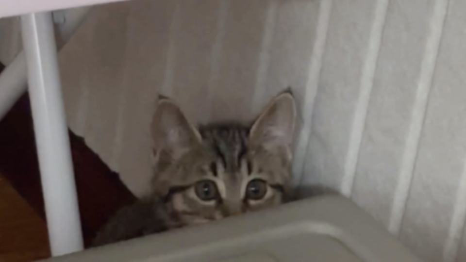 新的早晨从小猫开始