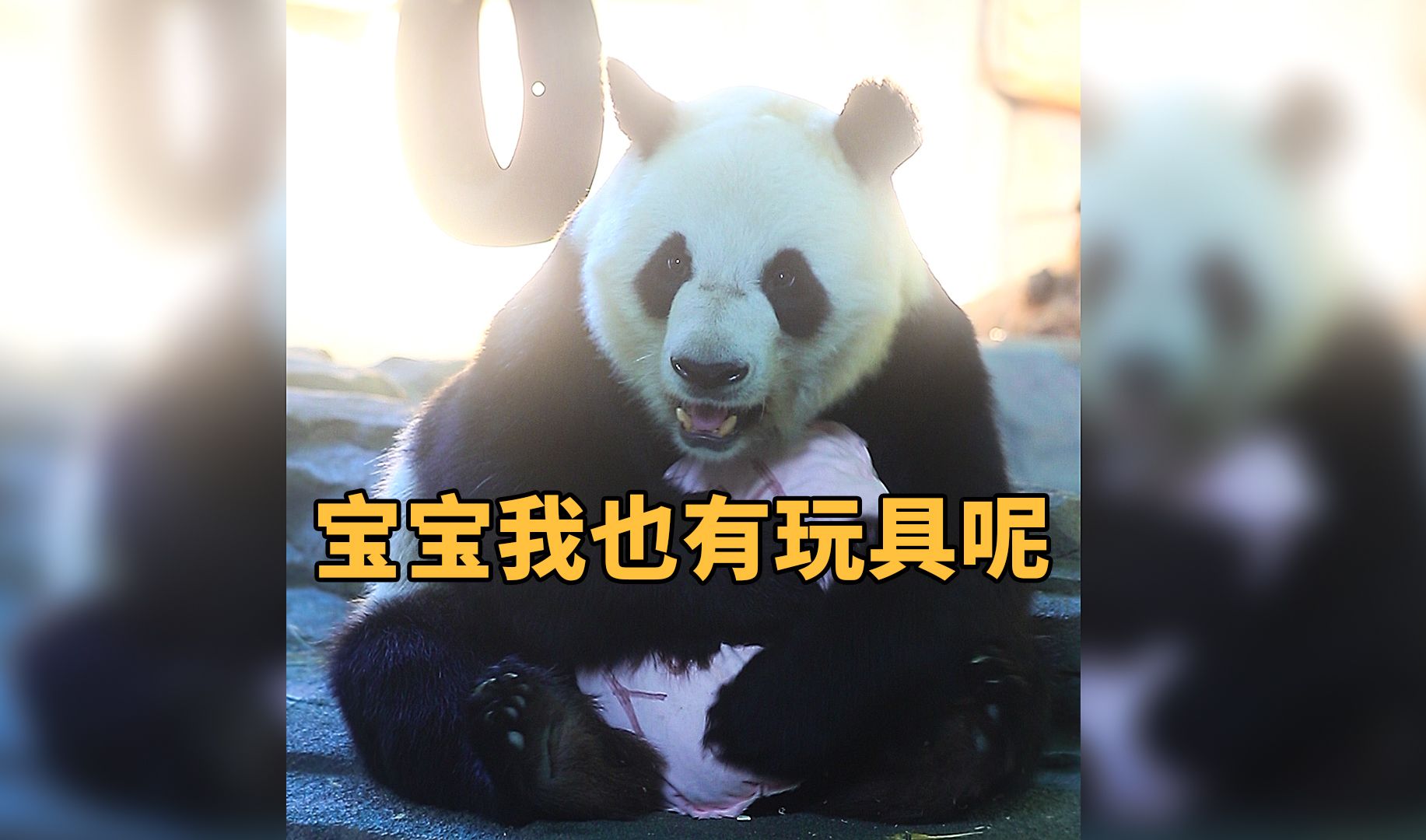 看小朋友在玩玩具，猫猫立马秀起自己的抱枕