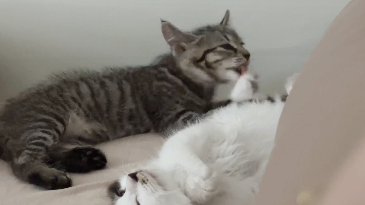 不是，这脚好吃？