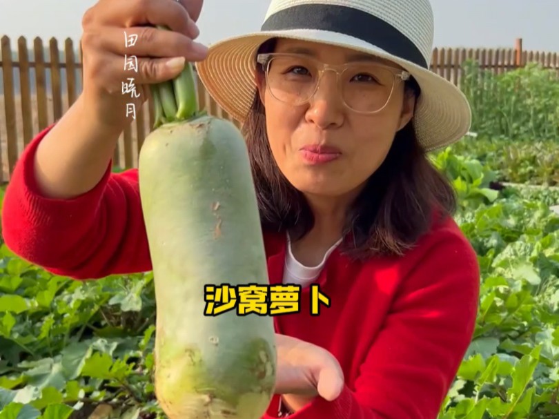 烟台苹果莱阳梨，不如沙窝萝卜皮，秋播您也种一些沙窝萝卜吧！