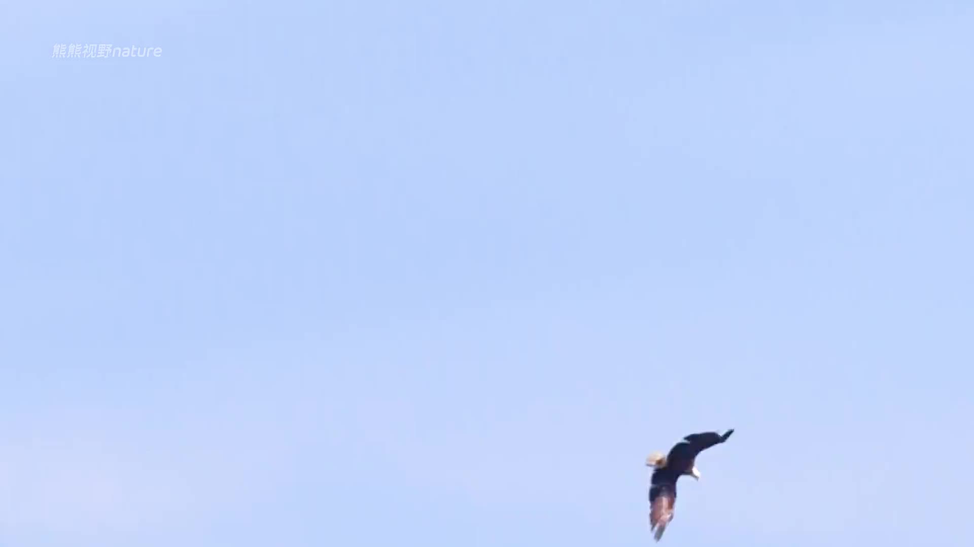 鹗护崽心切，怒怼白头海雕