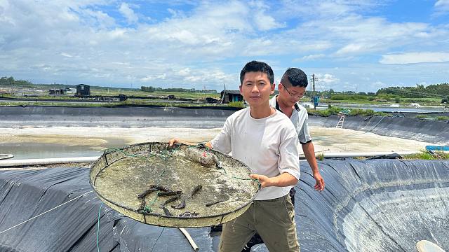 阿旺养的斑节虾真漂亮，三个月就长这么大了，媳妇开心得笑哈哈