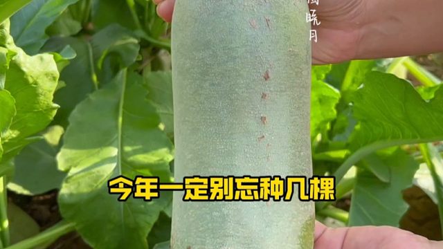 该种萝卜了，别忘种点这个沙窝萝卜