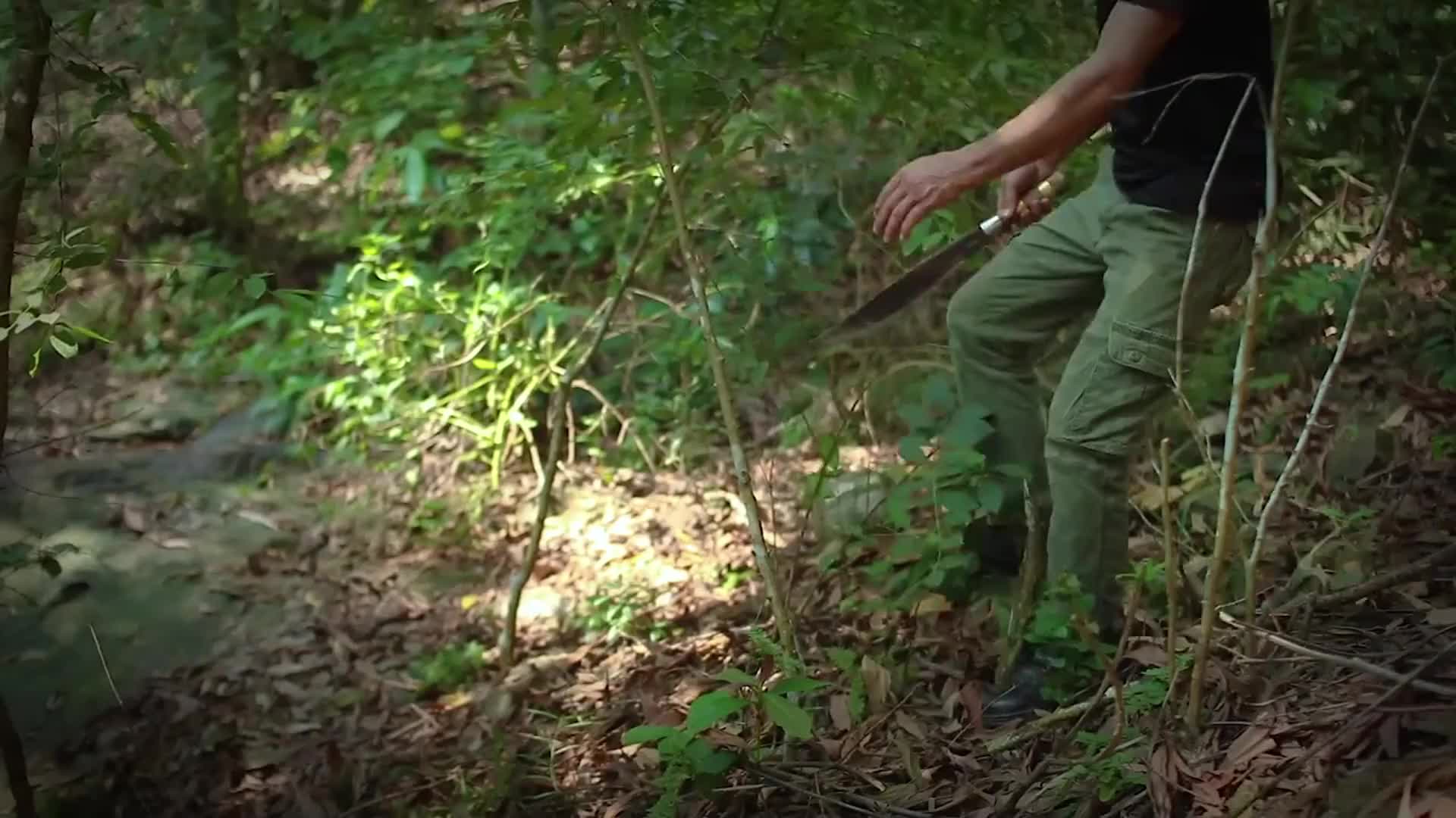 炼铁老马回归，把树洞改造成适合居住的庇护所