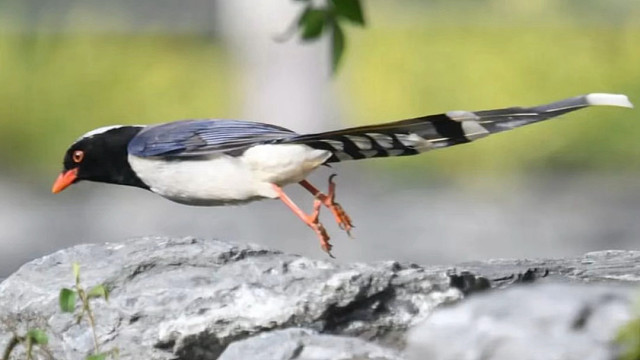 红嘴蓝鹊：鸟中GAI溜子，走路的姿势偷感十足。