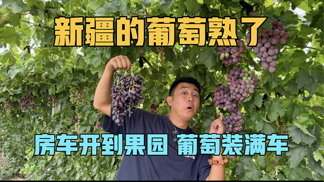 新疆的葡萄熟了，一家三口把房车开到果园，收获满满，乐开花了
