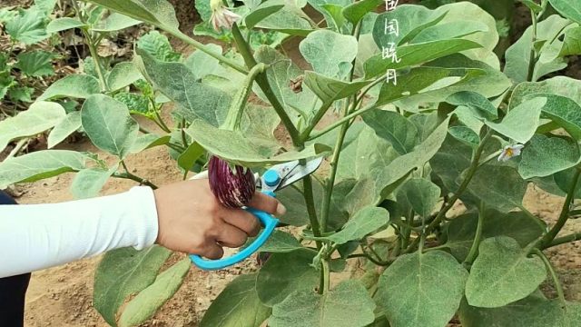 茄子剪枝作用大，夏季种植你也试试吧