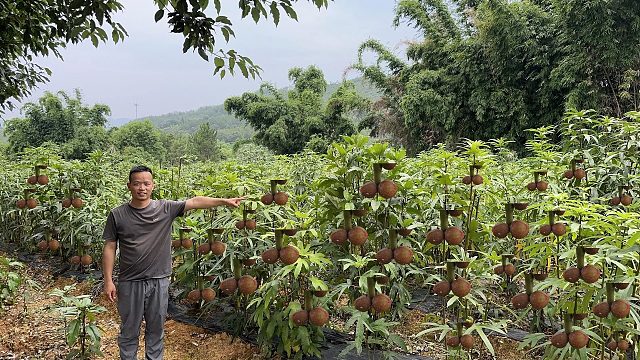 巴基斯坦夫妻到广西租40亩荒山，大量种植稀有植物，拍给你们看看