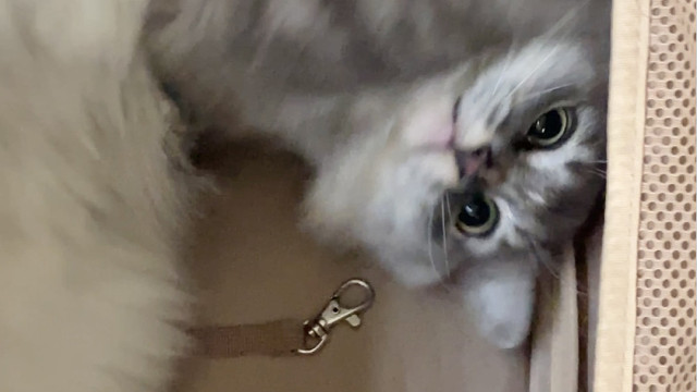 有的小猫吧这才认识个一年半就对你不耐烦了