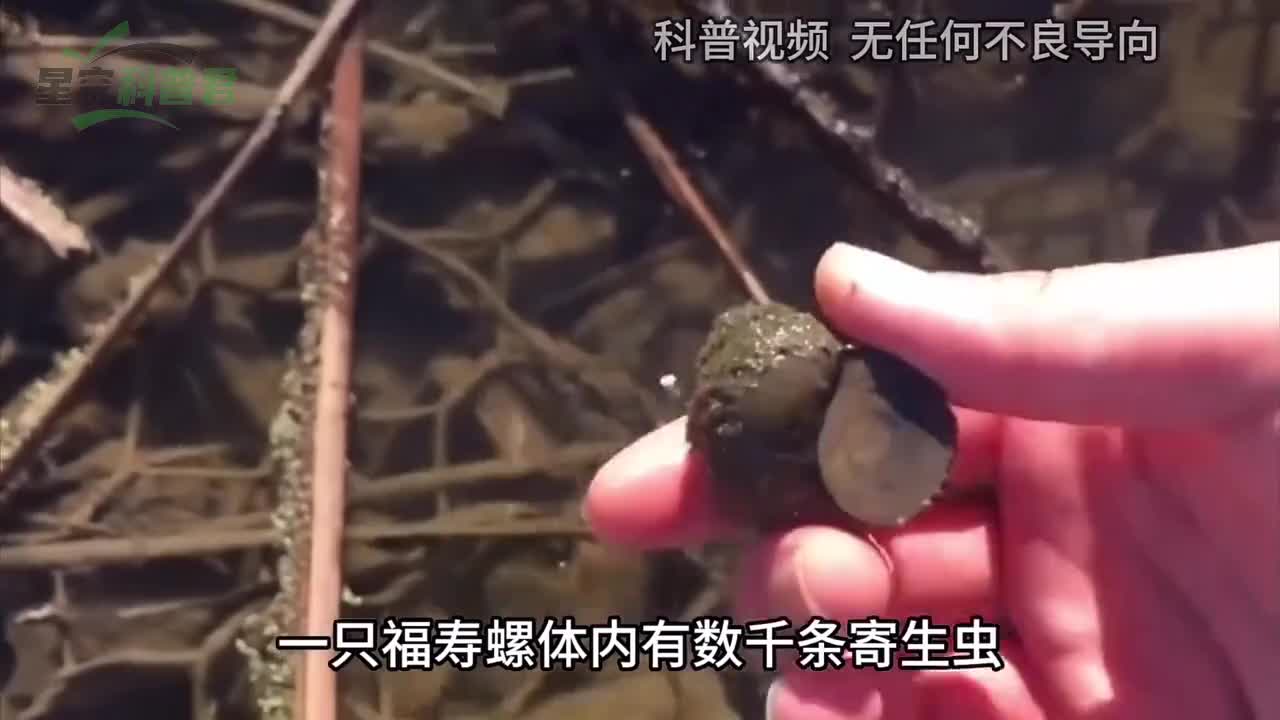 福寿螺的天敌出现了，吃螺就像吃辣条一样，成吨福寿螺被消灭！