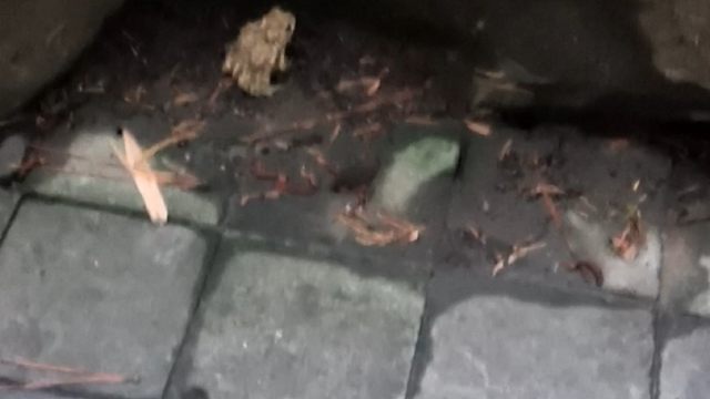 爱蛤tv之它是不是尔多龙啊？