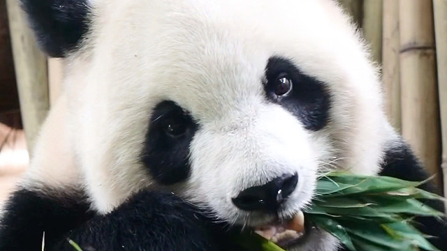 语大王教你如何撸竹叶