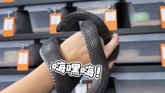 时隔一个半月！大黑蛇终于做完月子了！