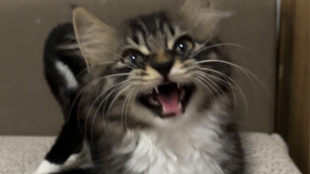 介绍一下，这是我们家唯一一个会发电报的