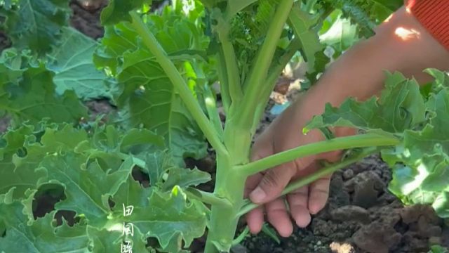 就是这个羽衣甘蓝，种一次一年都有新鲜菜，别管菜园花盆都能种，您也种一些吧