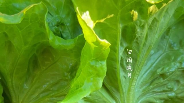 意大利生菜耐热耐冷，口感脆爽鲜嫩，您也种一些吧