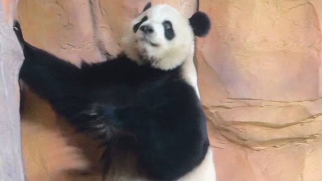 语大王：我明明偷看到奶爸是从这里出去的。