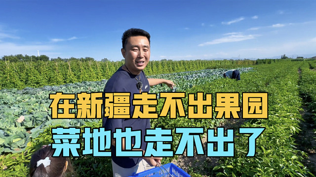 在新疆走不出果园，菜地也走不出去，瓜果蔬菜装满房车，太过瘾了