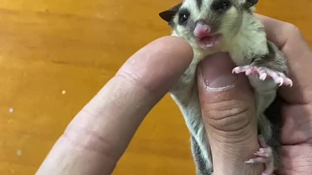 奇妙的动物 由它给大家演奏一首sikaisikai～