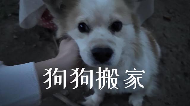 狗狗搬家