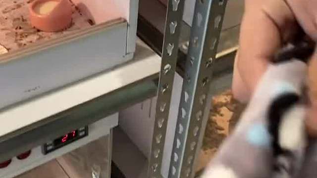 奇妙的动物 两个非常实用的装备，轻松解决问题