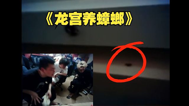 德云色直播间不仅仅养人还养蟑螂！西卡带队直播逮捕小强《开杀》