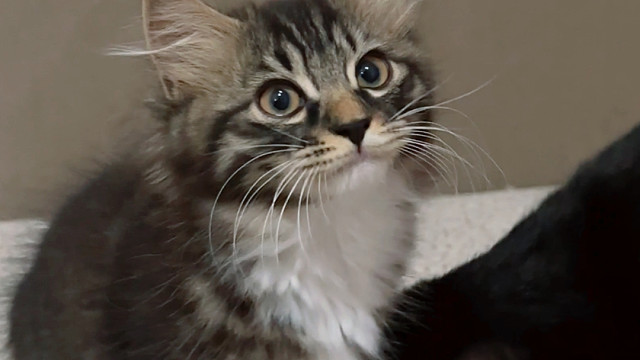 我已经预料到将来顶着一个帅脸嘤嘤嘤了