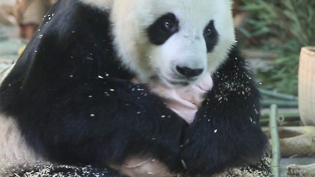 宝宝努力捂了，可是它还在掉