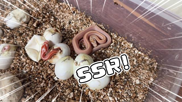 就离谱！我好像孵化出了传说中的SSR玉米蛇