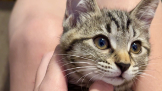 小狸花～又是一个发电报的