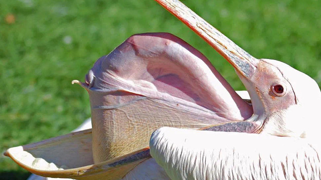 鹈鹕为什么经常把脊椎从嘴里“吐”出来？