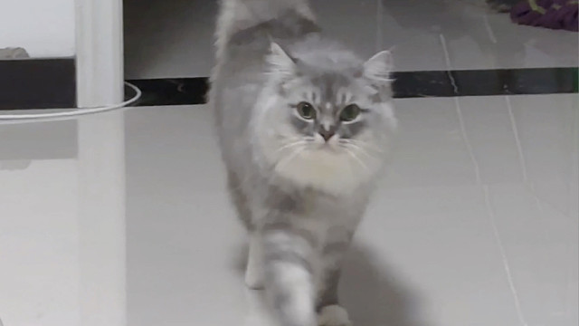 每晚就这只小猫咪精力最大