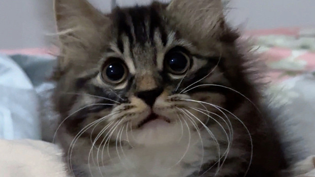 我叫煤球你记住