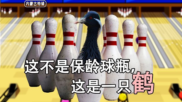 受邀到内蒙古“慰问”鸟类，你想保护它们吗？