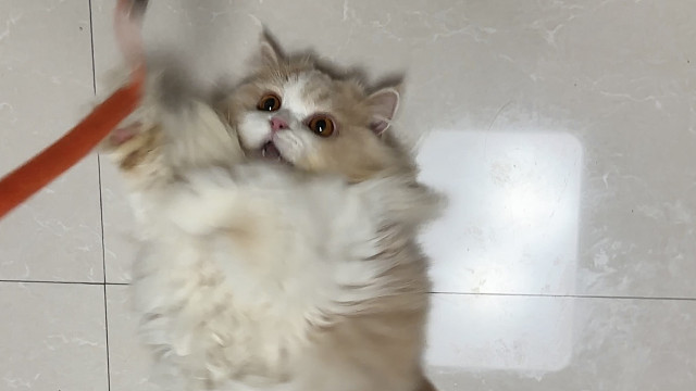 我们不是猪，是毛茸茸的小猫咪