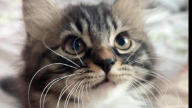 怎么不能发live图！小猫就得发实况嘛！