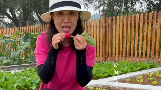 樱桃萝卜脆甜不辣嘴，个头小，生长周期短