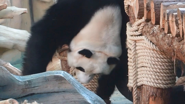 倒挂的同时也不忘带上心爱的小枕头。