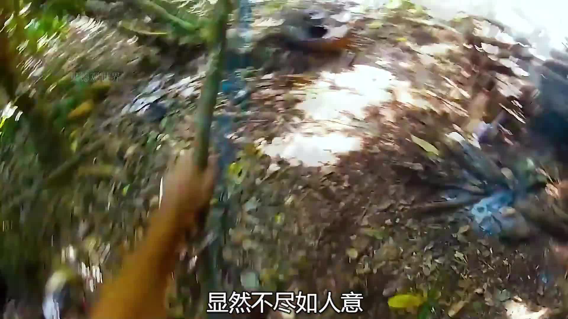 一口气看完德爷荒岛求生60天  (7)