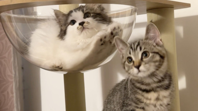 形影不离的两小只