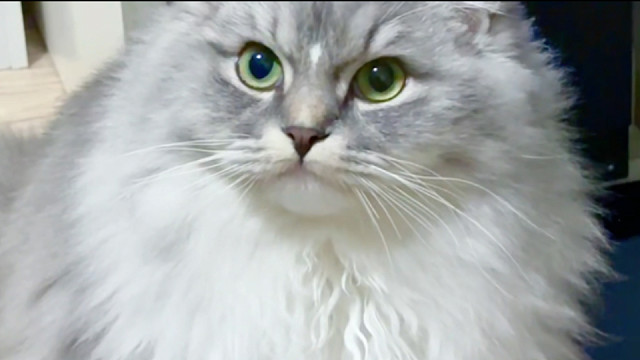 我的第一只小猫，我好爱他