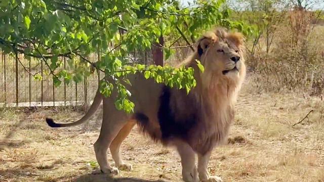 狮子“马歇尔”：笑出强大！